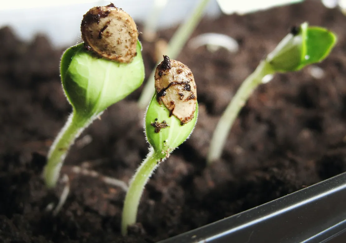 The Critical Seed That Blossoms and Spreads
