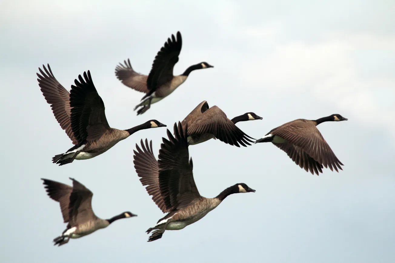Shaping Culture Through Authentic Leadership